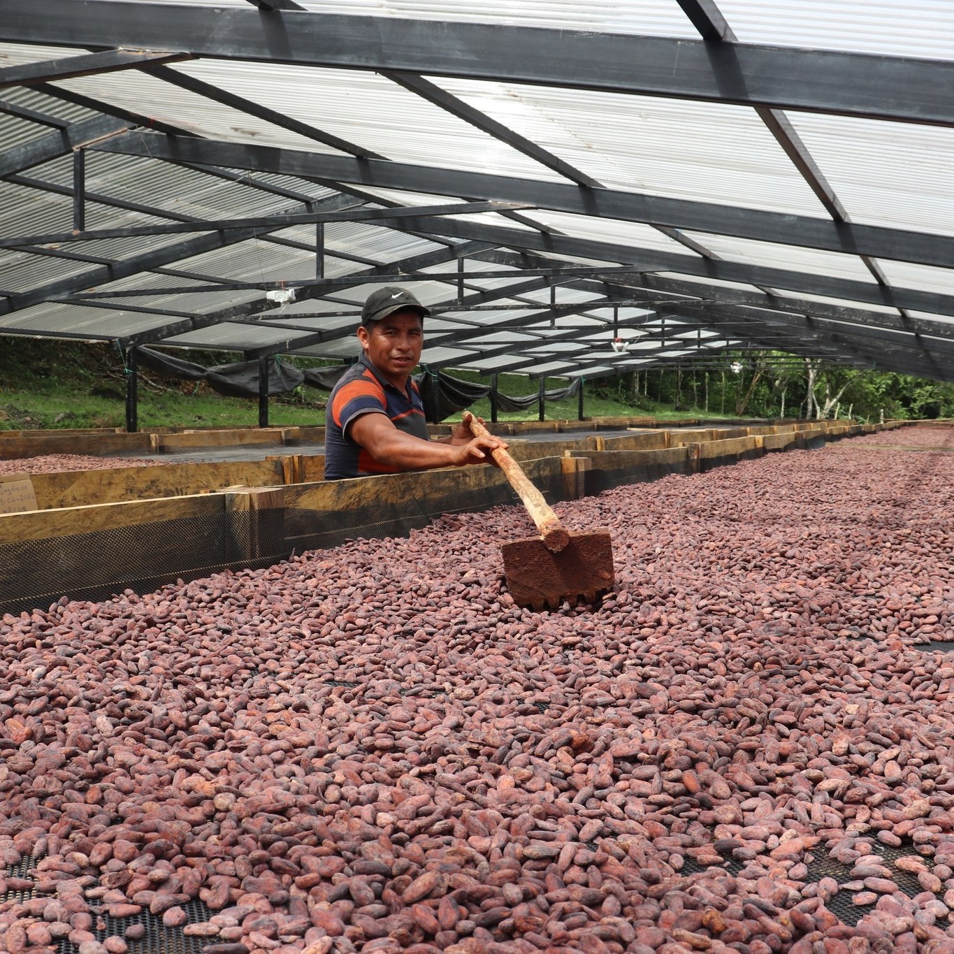 Secado de Cacao