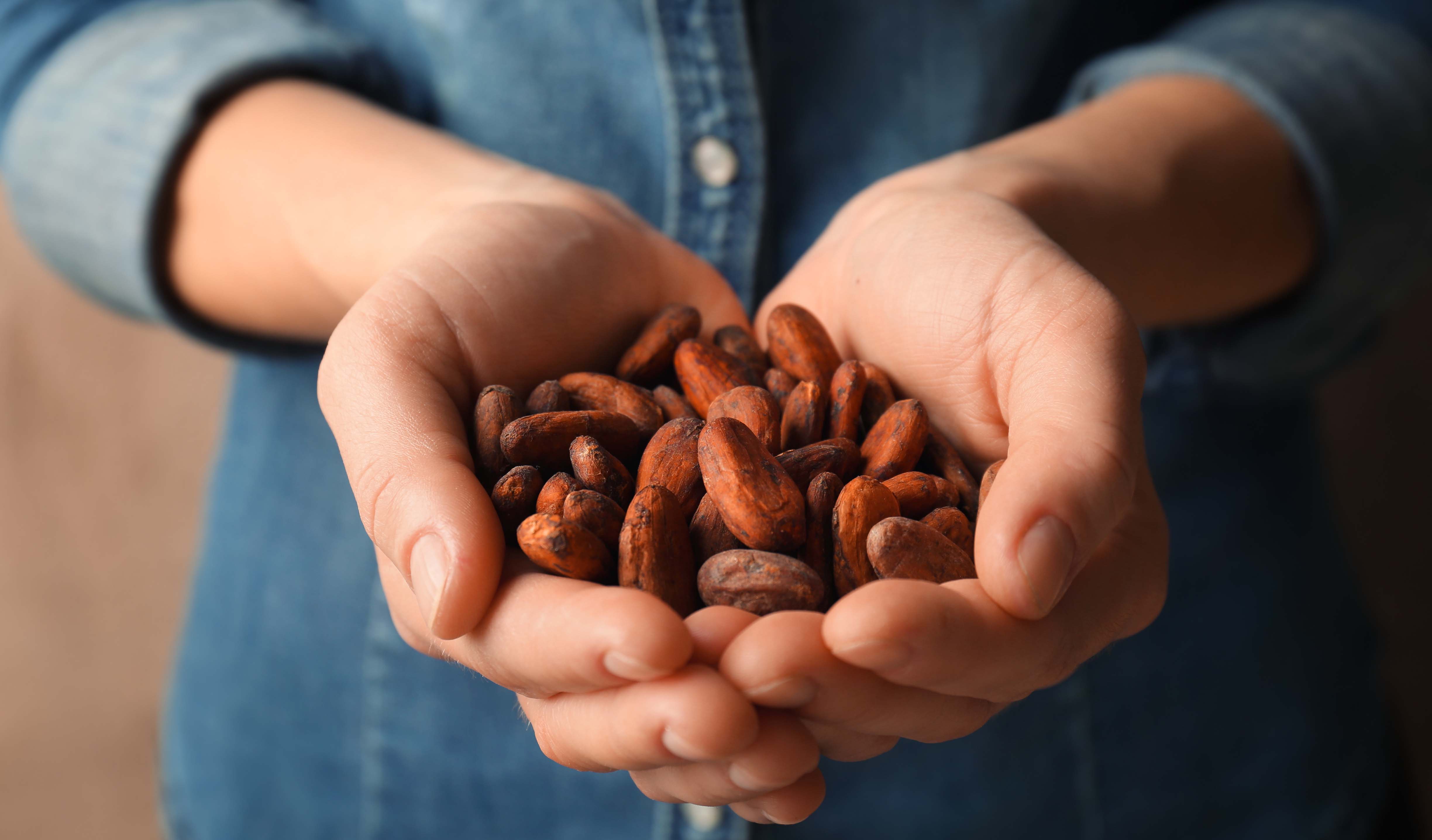 Cacao en Grano