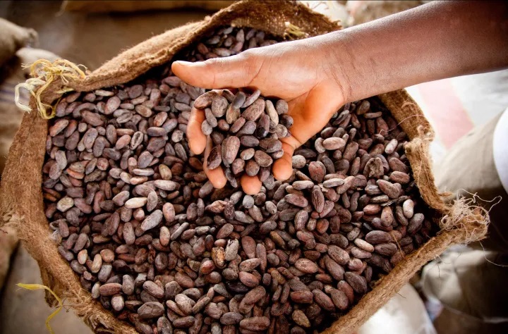 Cacao 2